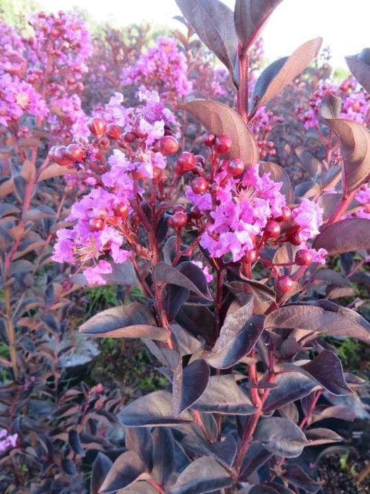 Liliac Indian diferite culori și mărimi