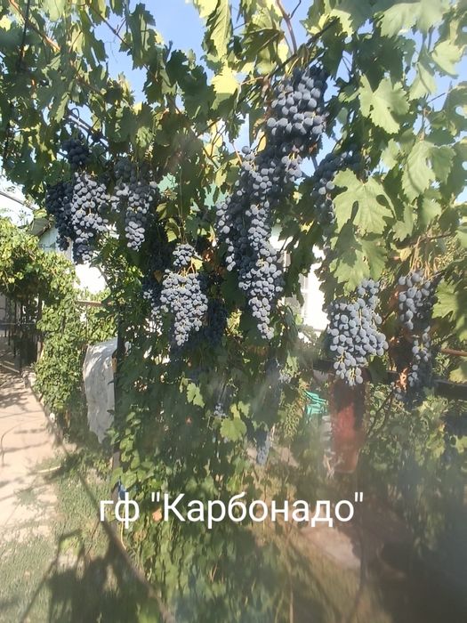 Саженцы винограда