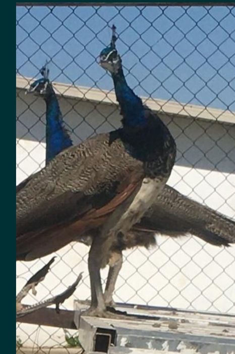 продам взрослых павлинов