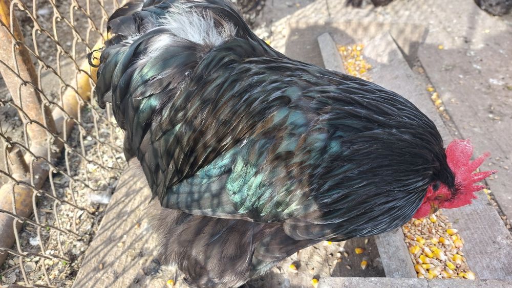 Cochinchina pitic  100 lei