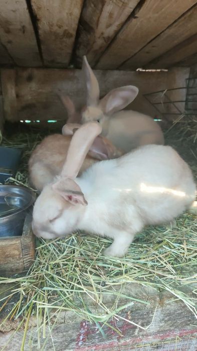 Iepuri secuiești și mixuri...