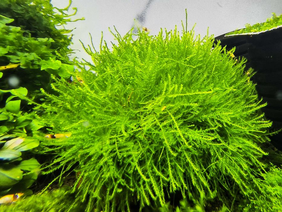 Plante Muschi de acvariu/Coral Moss/ Fissidens/ Christmas/ Flame/Pelia