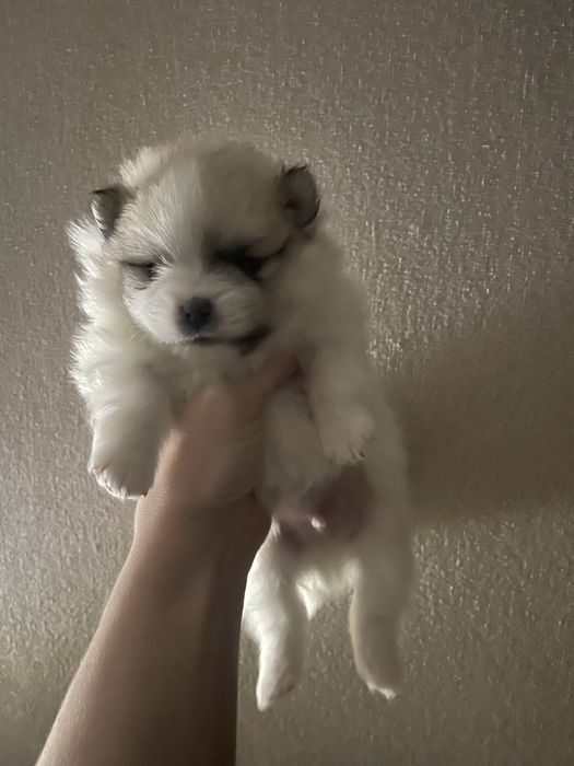 Малыши шпица в резерв