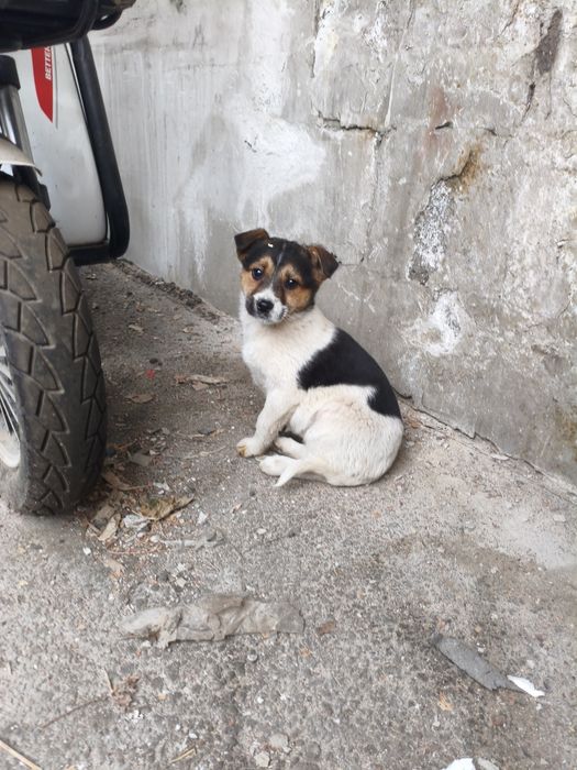 Отдам щенков дворняшки