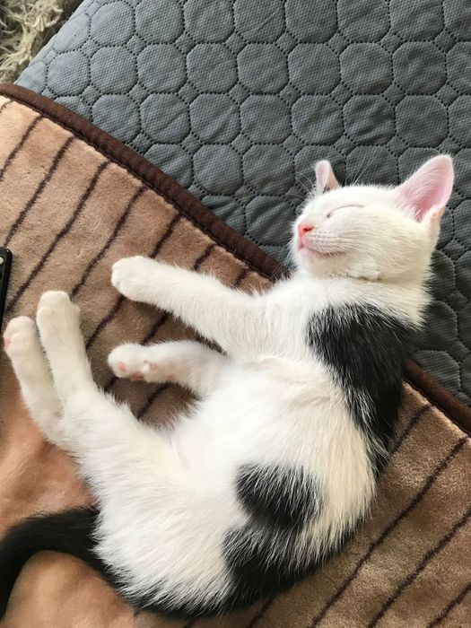 Отдам котят в добрые руки.