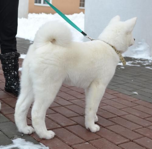 Акита ину щенок доставка