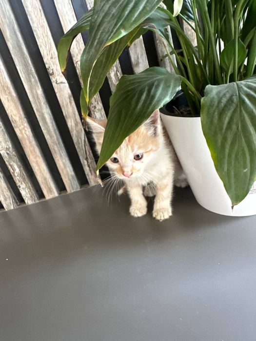 маленкий кошка для хороших руках