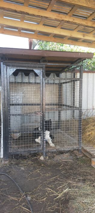 Продам валеер для собак и птиц мошный