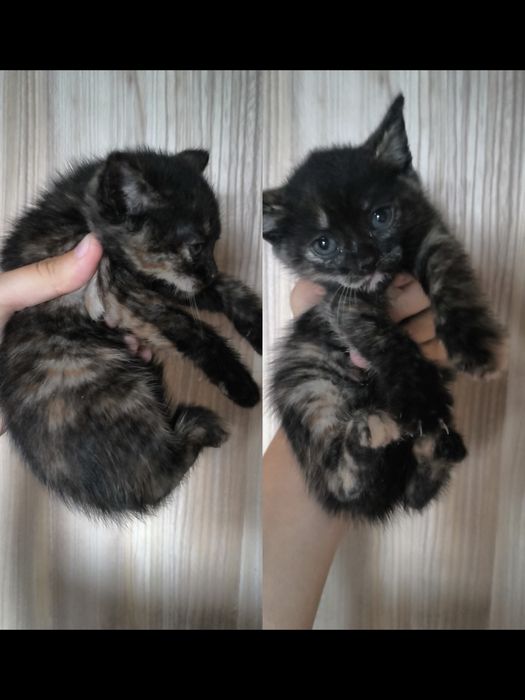британские котята