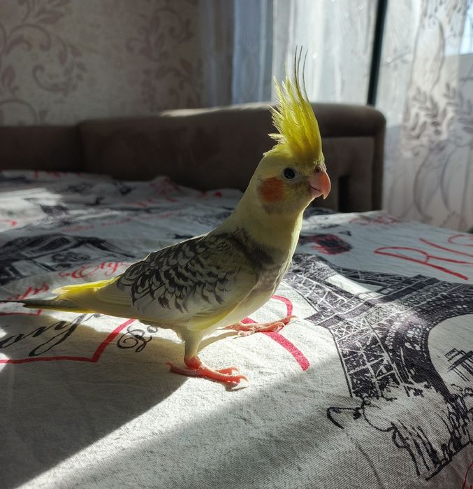 Попугаи корелла, пара