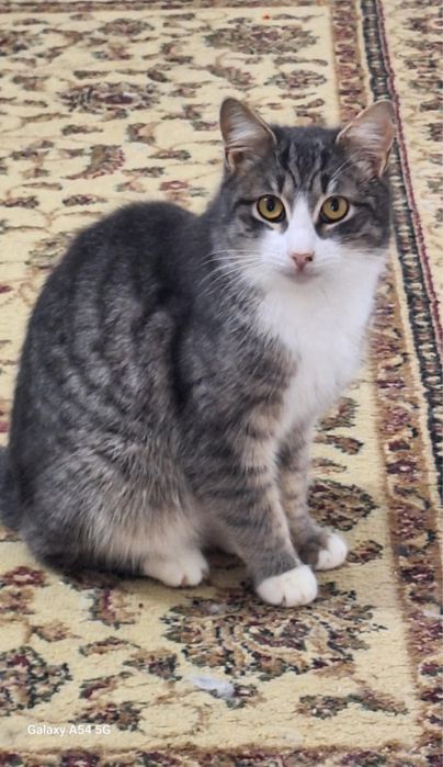 кошки в добрые руки