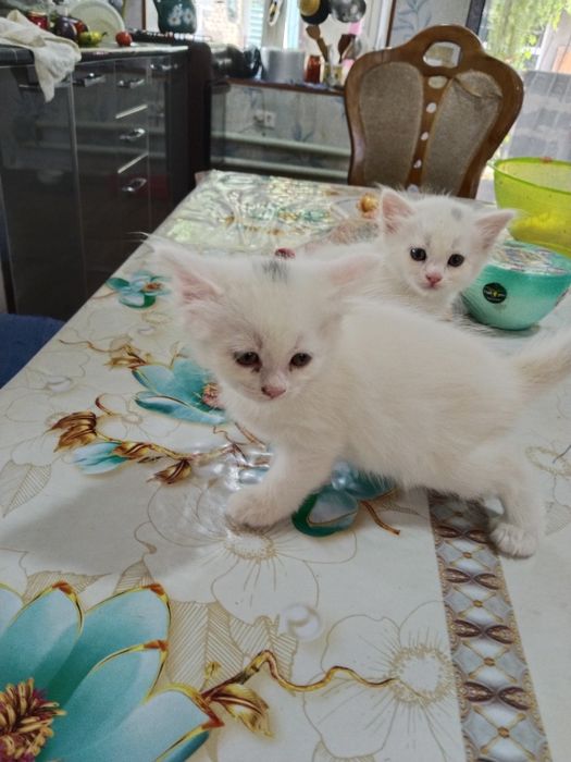 Продаются котята
