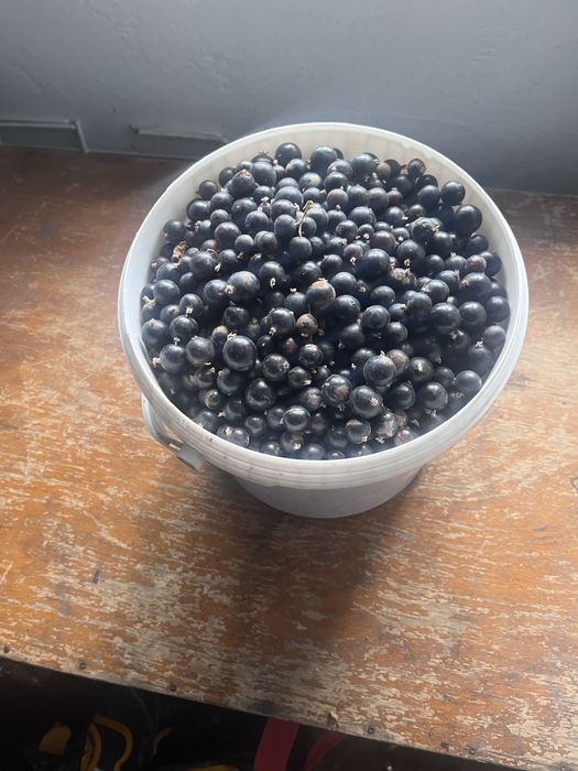 Продам чёрную смородину