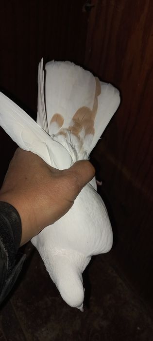 Голубка желто перая