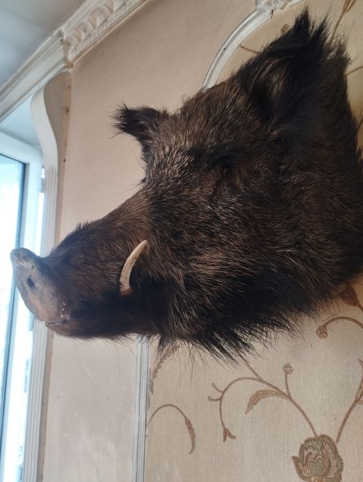 Продам чучила кабана