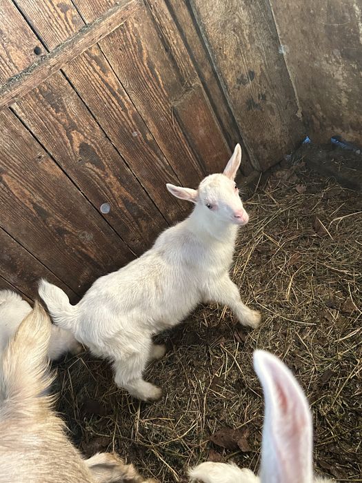 Capre cu iezi de vanzare Sannen