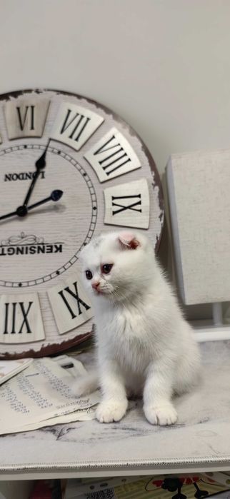 Шотландски клепоухи момченца