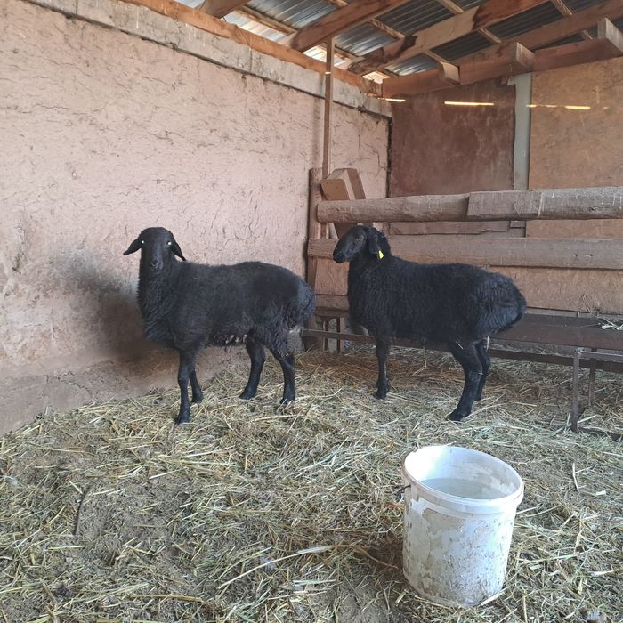 Кошкар Токты семиз.