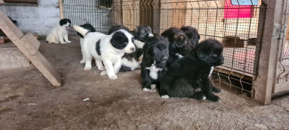 Cautam stapani iubitori