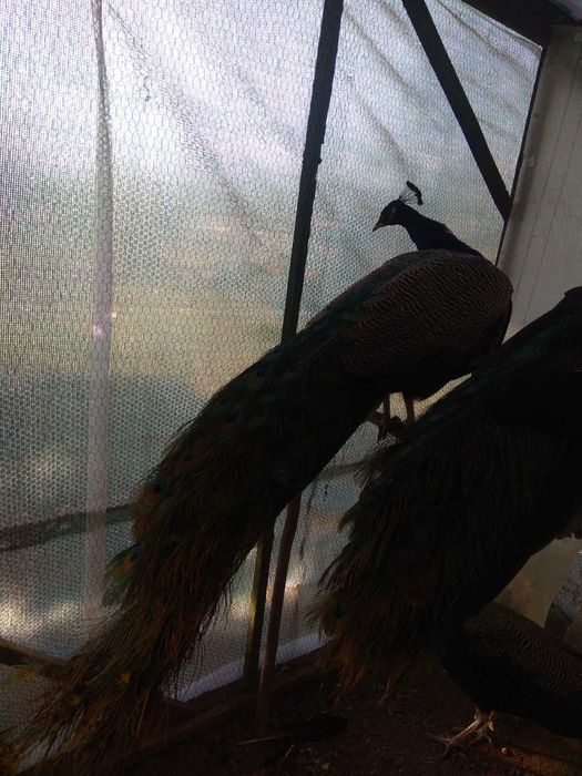 Спешно! Продавам тригодишни пауни два   мъжки и един женски      250 е