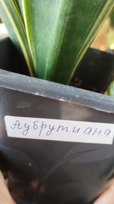 Сансевьера сортовая