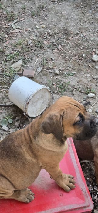 Mascul cane corso