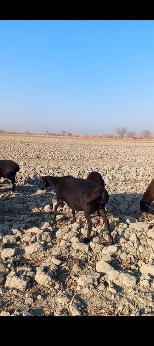 Bug'oz qo'ylar sotiladi