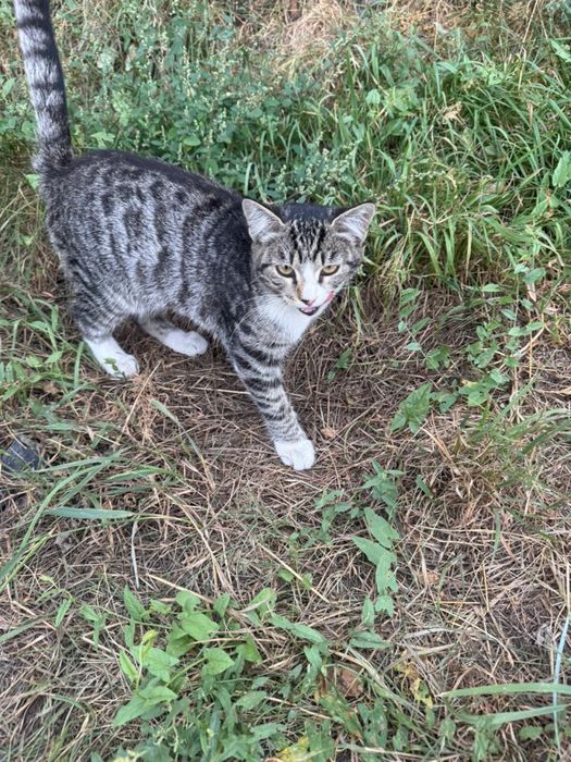 Котенок девочка ищет семью