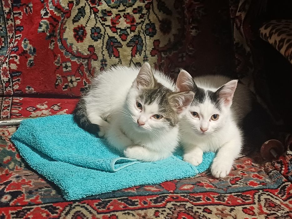 Котята ищут хозяев