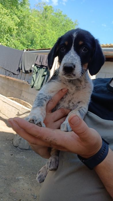 Cățeluși spre adopție!