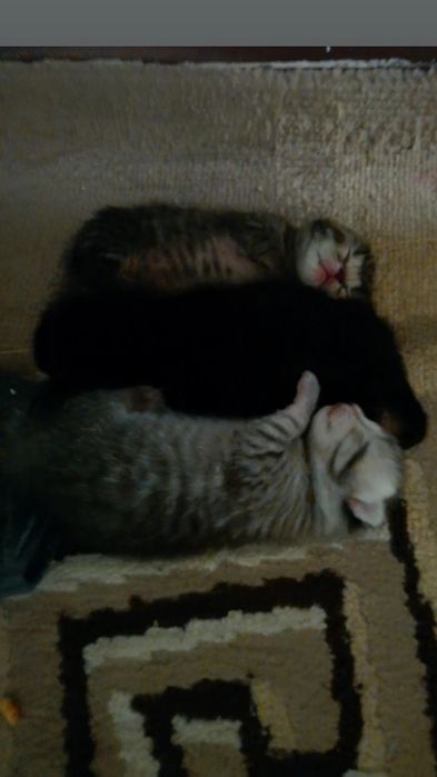 Продаю Шотландскую кошку