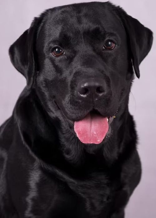 Щенки лабрадора  чёрный бриллиант
