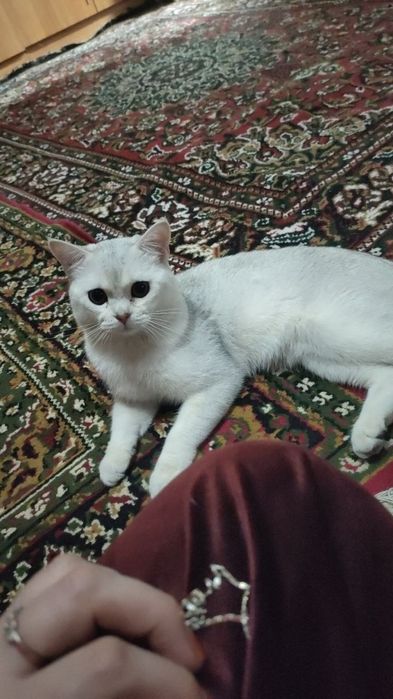 Шиншила срочна сотилади