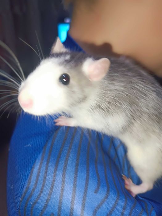 Крысята,два мальчика