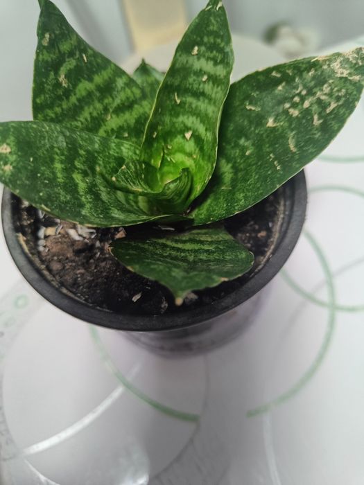 Алое сансервирия маленькая.