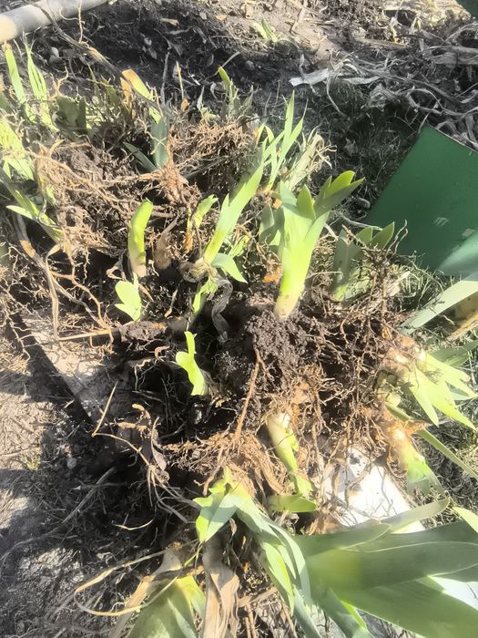 Корни ирисов  , срочно,