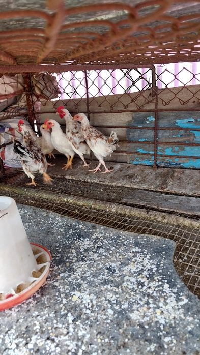 Цыплята декоративные