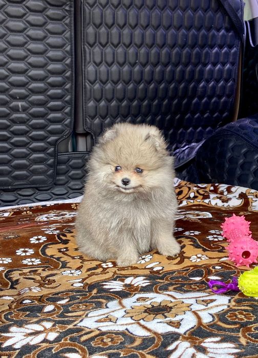 Продам Померанских Шпицов