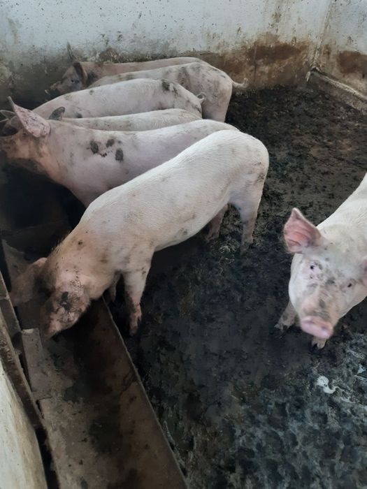 Продаю поросят подростков!!!