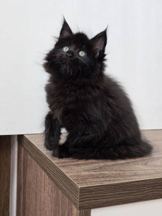 Мейн-куна девочка