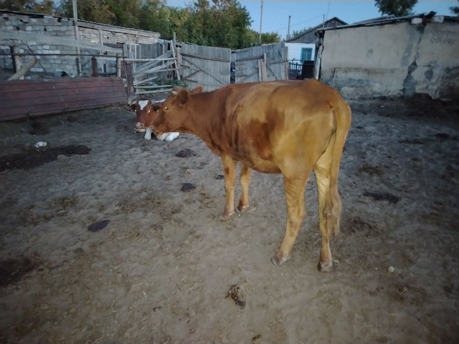 Продам телят и молодняк