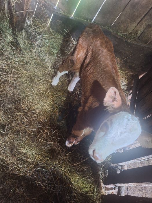 Vitea baltata romaneasca