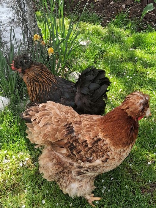 Curci,curcani,cocosi albi,gaini Australalop/Motate olandeze