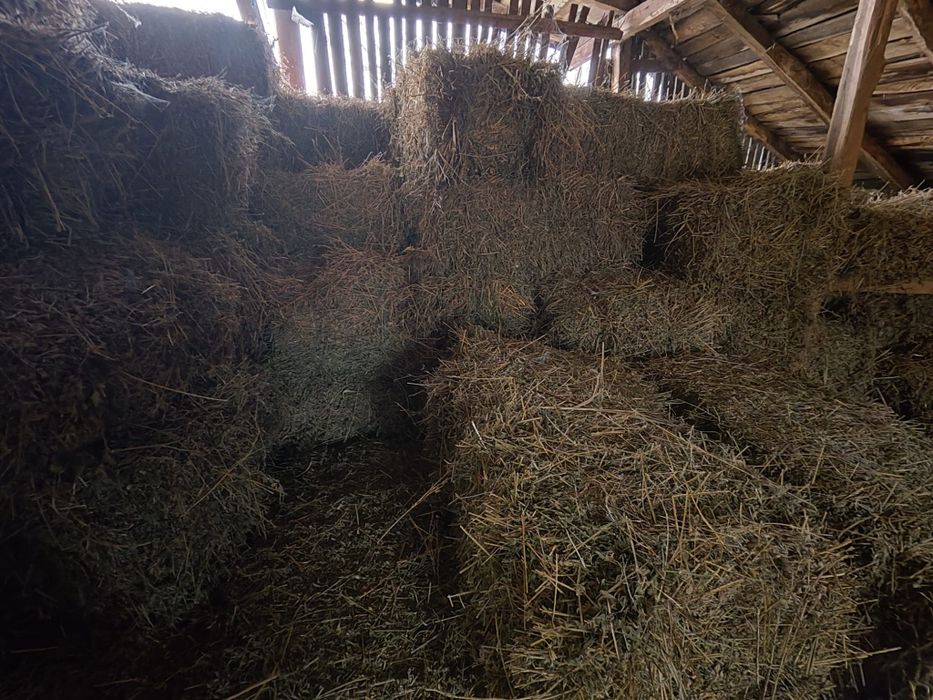 Baloti lucerna calitatea I