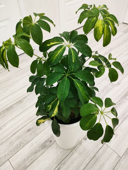 Комнатные цветы, доставка