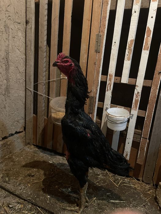 Дакан петух бойцовый