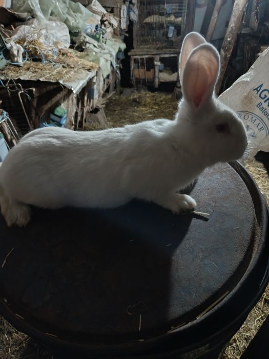 Hycole francez femela