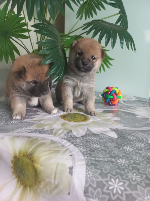 Сиба ину готовятся к продаже