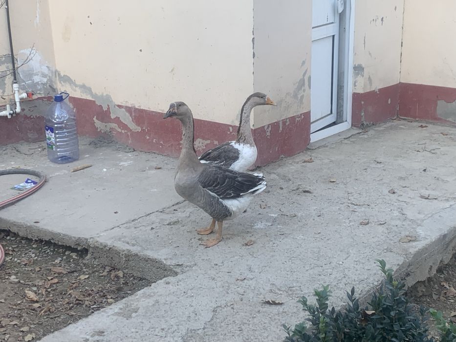 sotiladi optomga bor