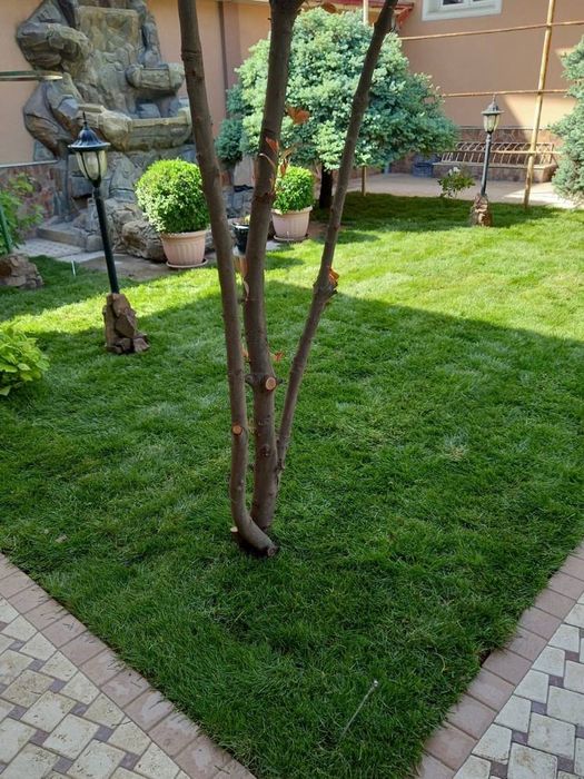 Газон высшего качества